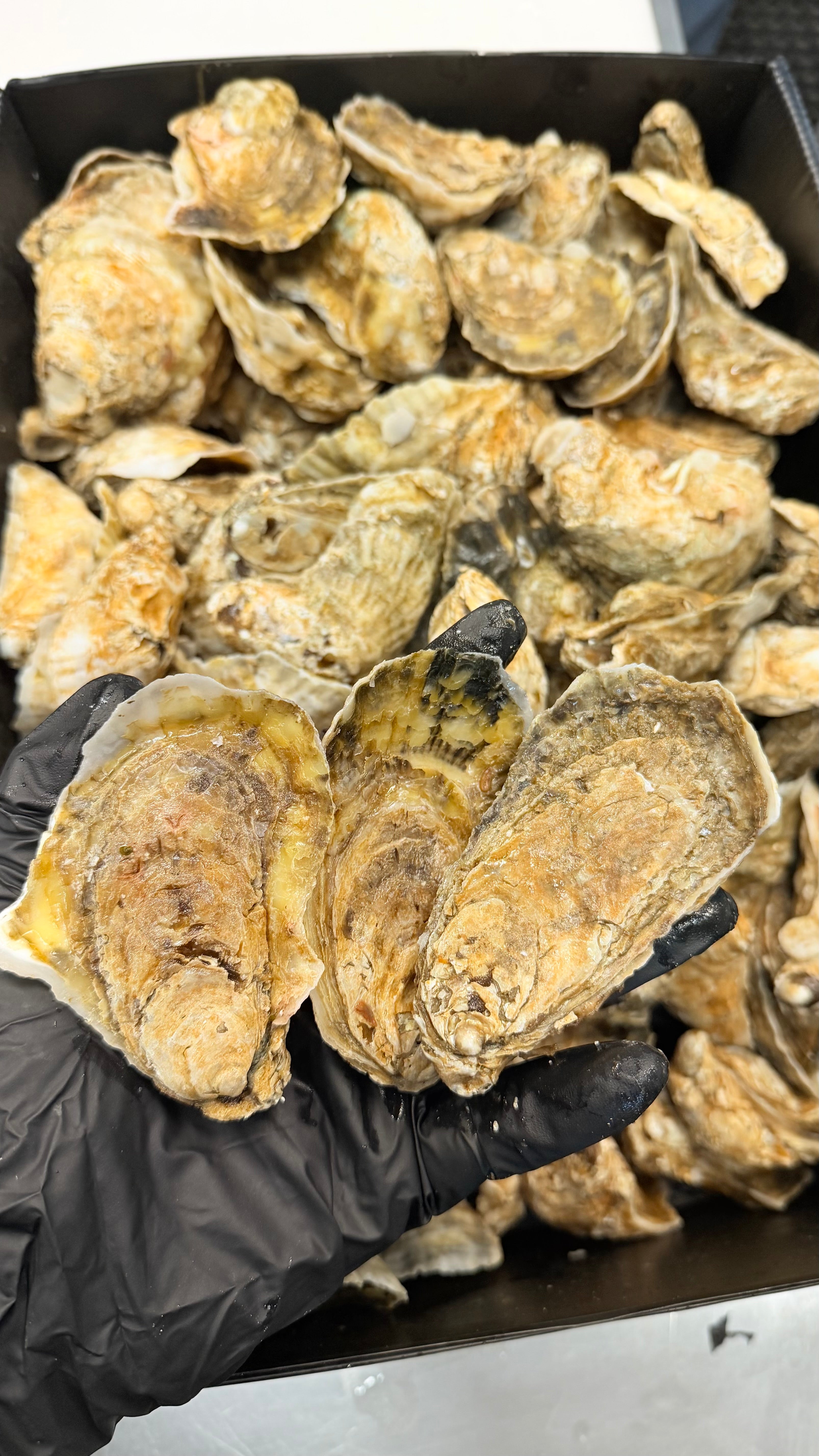 Blueberry East Coast Oysters