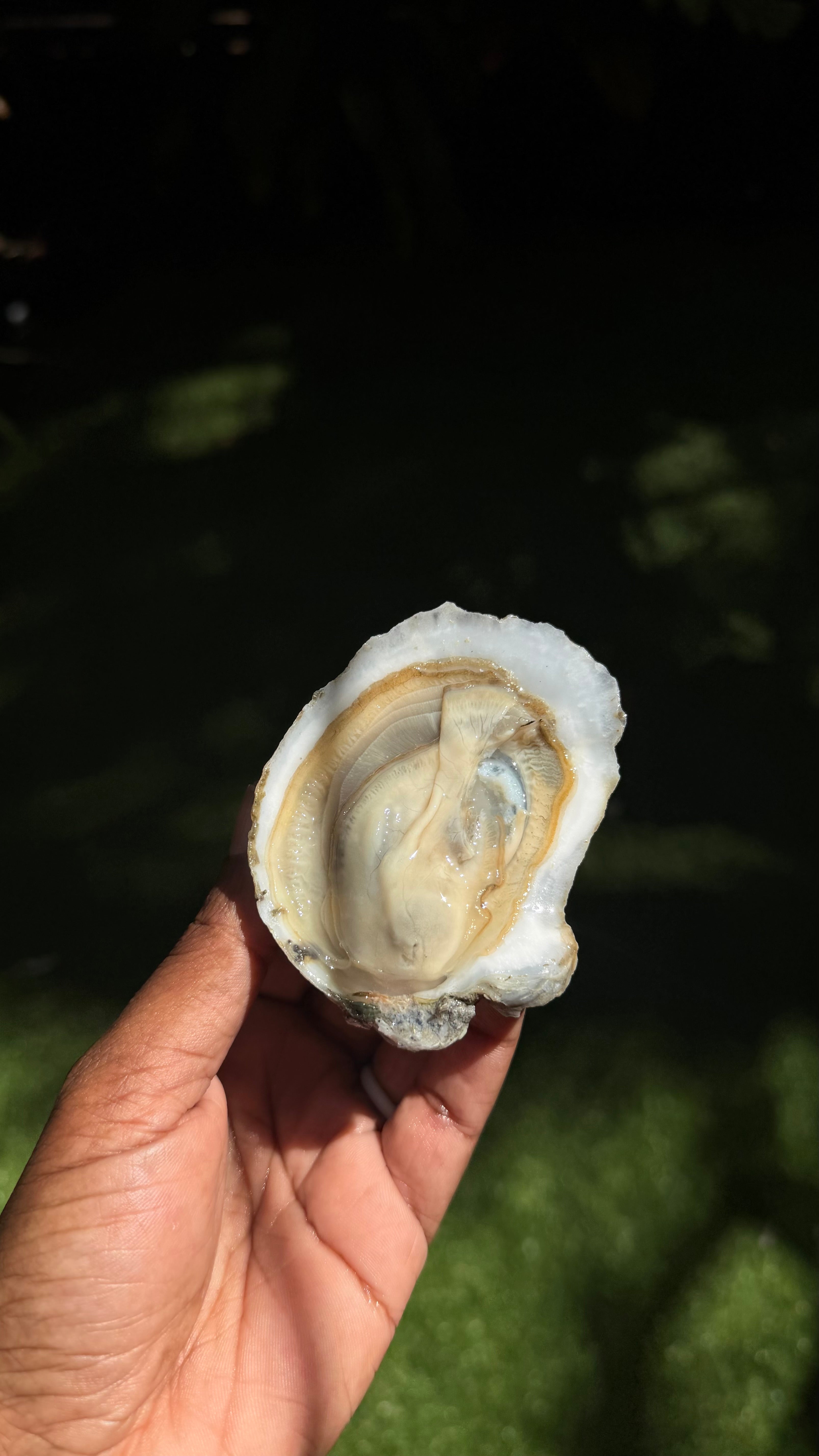 Blueberry East Coast Oysters