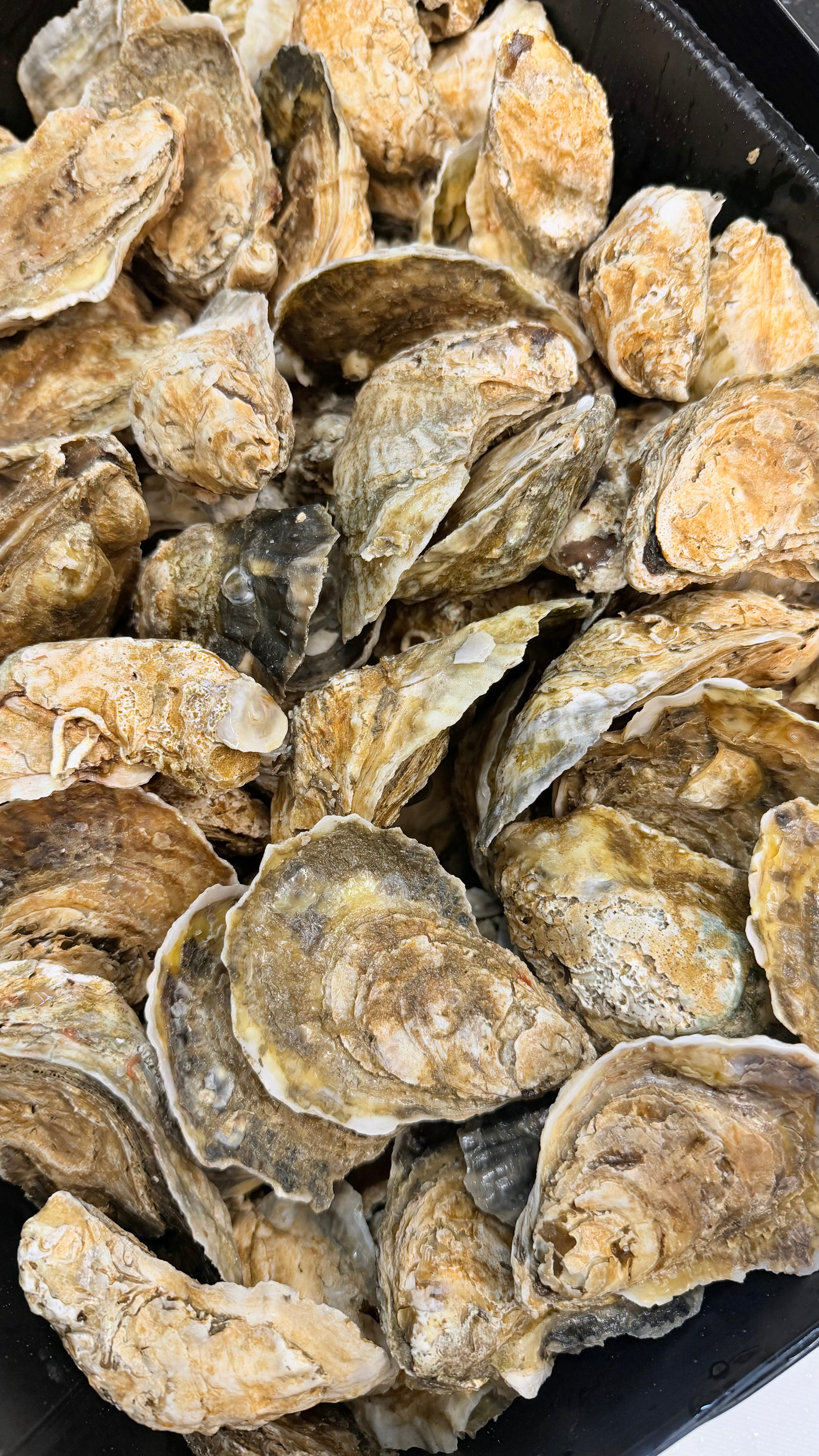 Blueberry East Coast Oysters